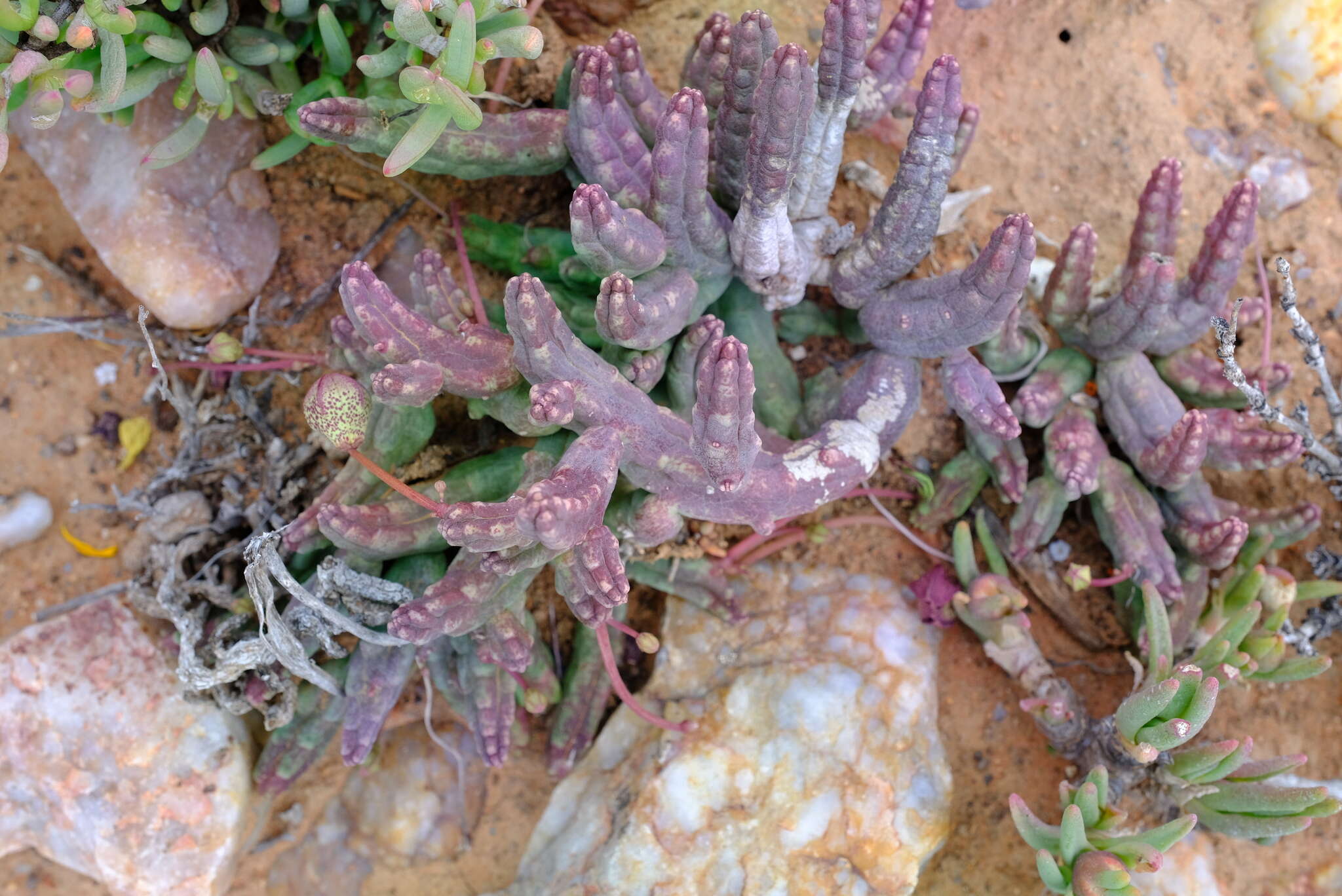 Image of Ceropegia aperta (Masson) Bruyns