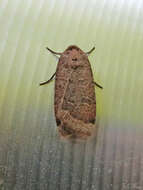 صورة Abagrotis alternata Grote 1864