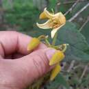 Image of Clematis leschenaultiana DC.