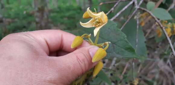 Image of Clematis leschenaultiana DC.
