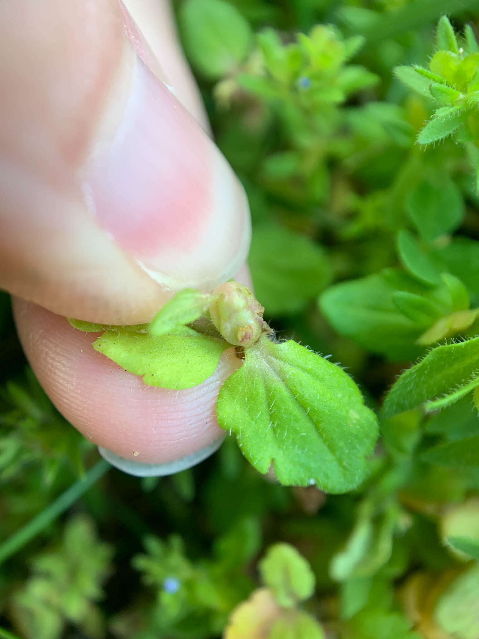 Sorosphaerula veronicae resmi