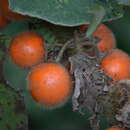 Image of fuzzyfruit nightshade
