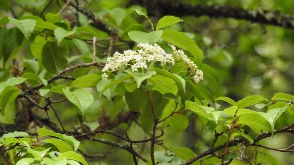 Image de Viburnum elatum Benth.