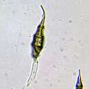 Image of Pestalotiopsis chamaeropis Maharachch., K. D. Hyde & Crous 2014