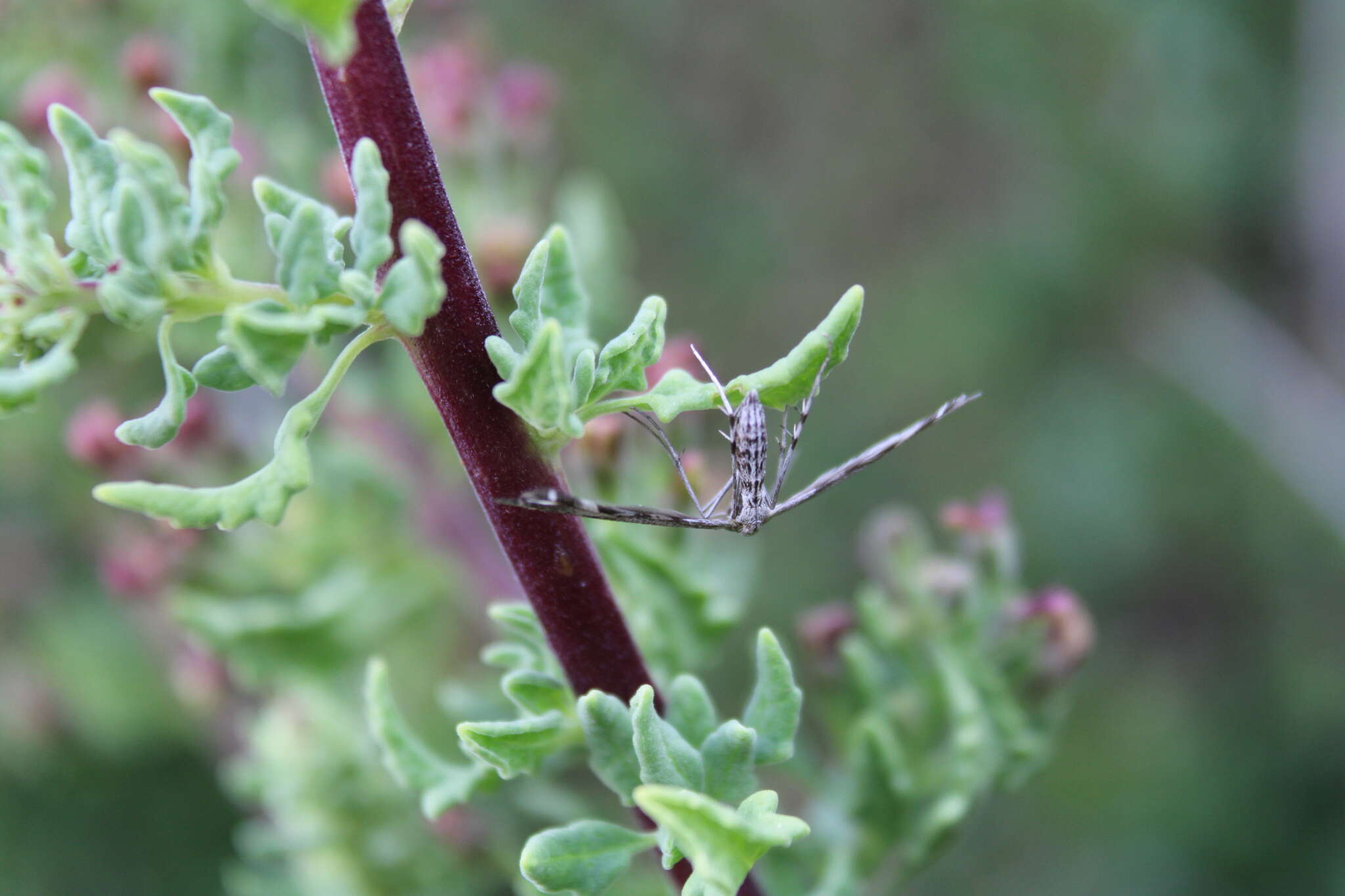 Image of Singularia alternaria (Zeller 1874)