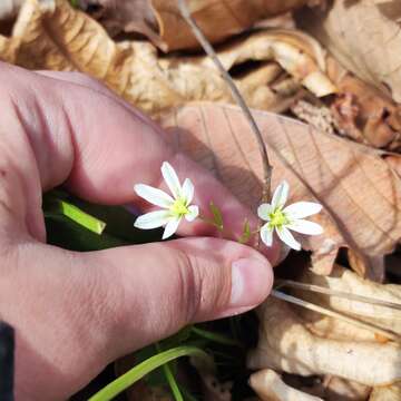 Image of Gagea triflora (Ledeb.) Schult. & Schult. fil.