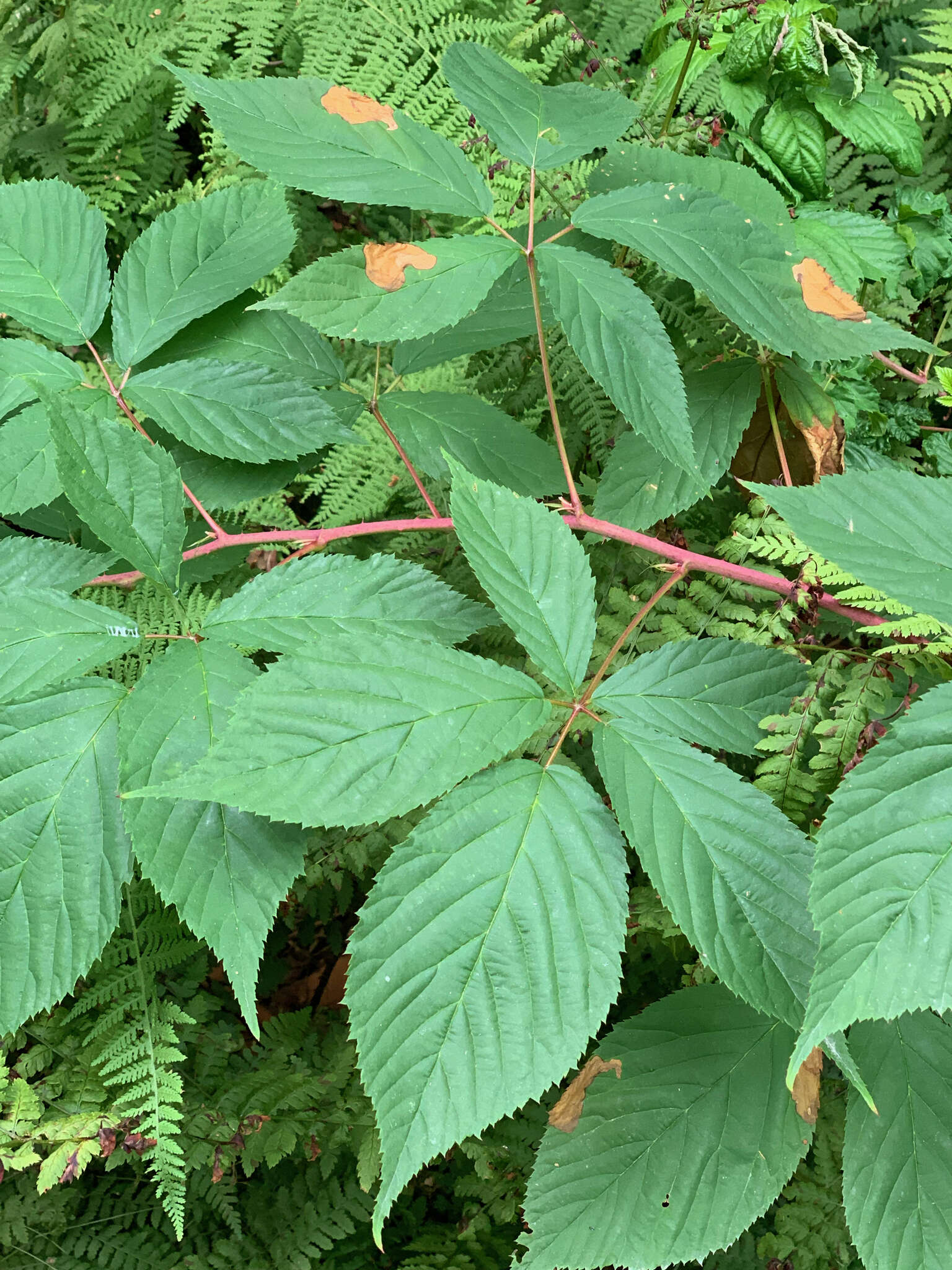 صورة Rubus canadensis L.