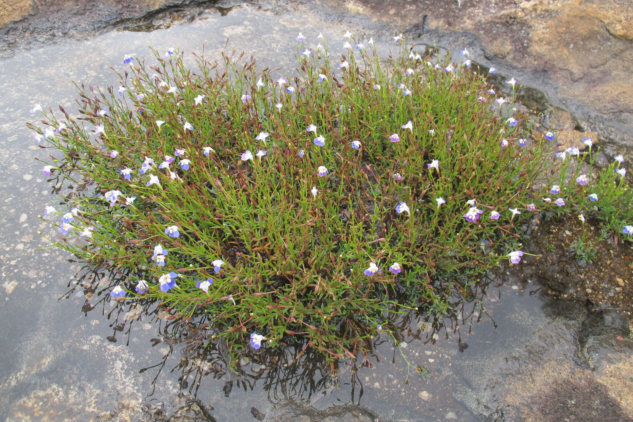 صورة Linderniella wilmsii (Engl.) Eb. Fisch., Schäferh. & Kai Müll.