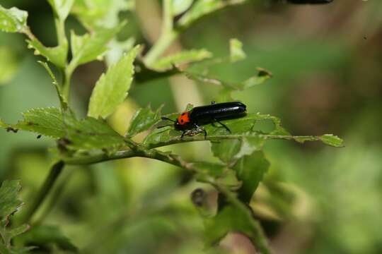 Слика од <i>Tetraphala collaris</i>