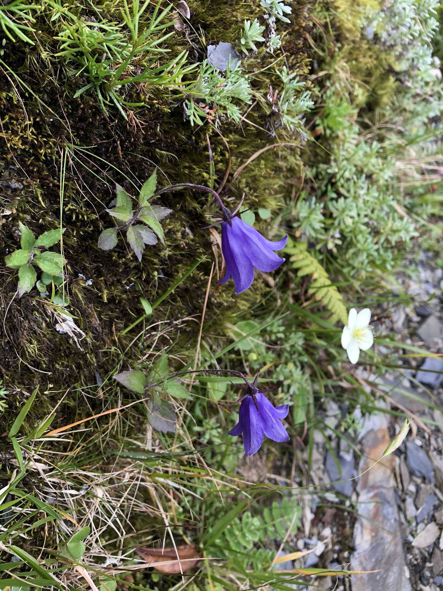 Image of Adenophora morrisonensis subsp. uehatae (Yamam.) Lammers