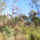 Image of Austracantha minax lugubris (L. Koch 1871)