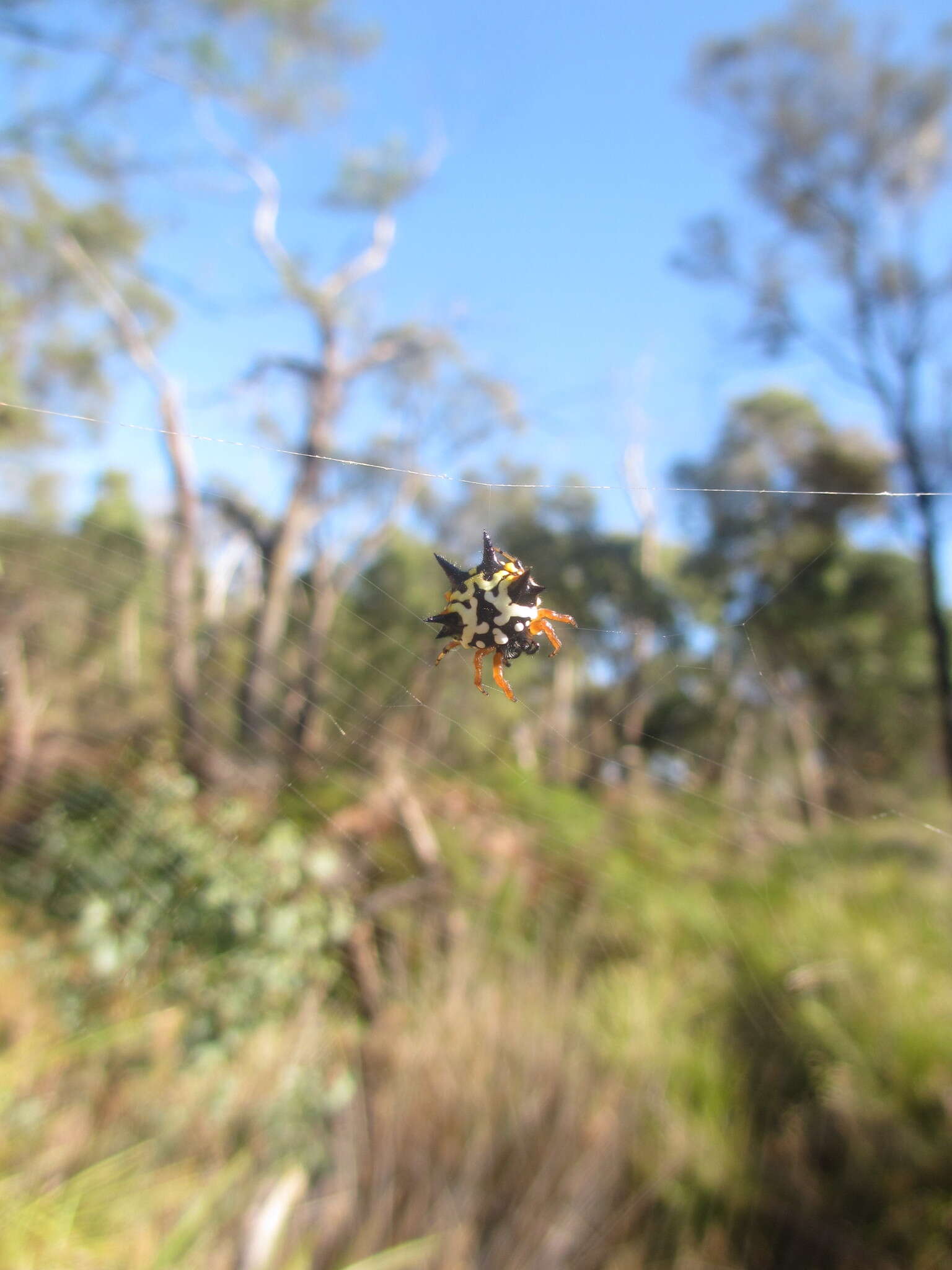 Image of Austracantha minax lugubris (L. Koch 1871)