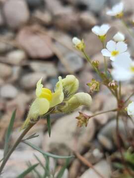 Image of Linaria buriatica Turcz.