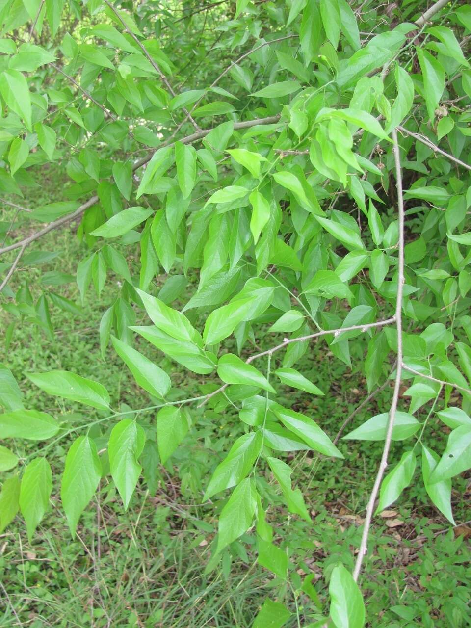 Image of Southern Hackberry