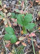 Image of arctic raspberry