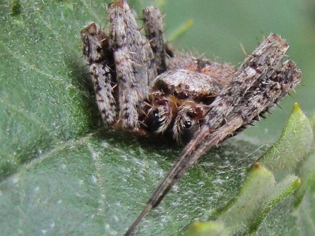 Image of Pararaneus perforatus (Thorell 1899)