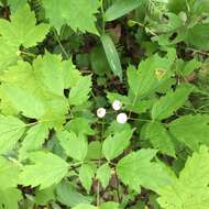 Image of red baneberry