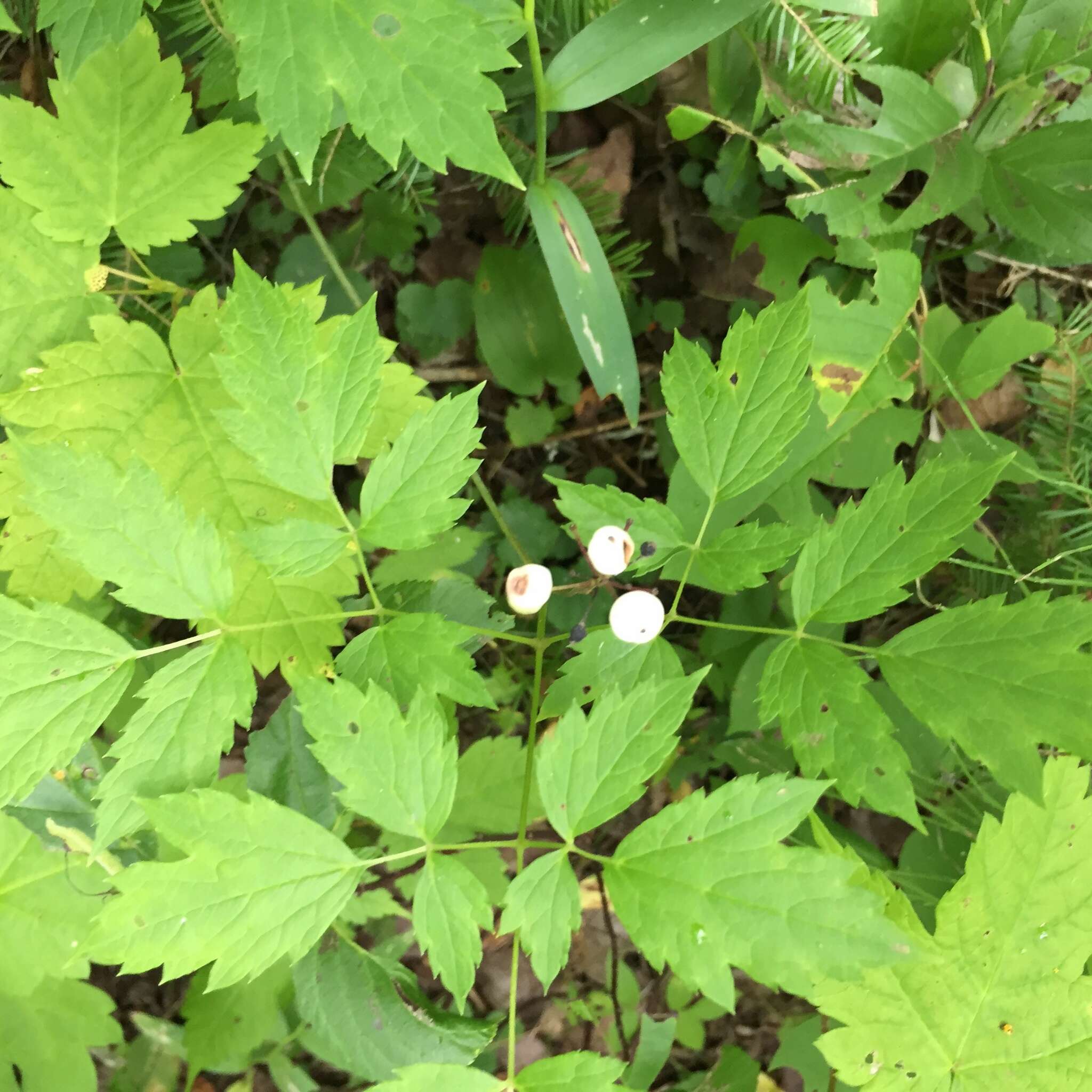 Image of red baneberry