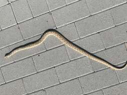 Image of Moila Snake