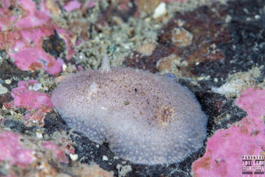 Image of Atalodoris pusilla (Alder & Hancock 1845)