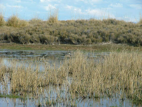 Image of <i>Himantopus mexicanus melanurus</i>