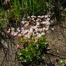 Image of Naked-Stem Pseudosaxifrage