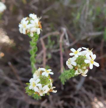 Image of Selago scabrida Thunb.