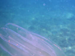 Image of vitreous lobate comb-jelly