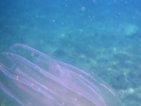 Image of vitreous lobate comb-jelly