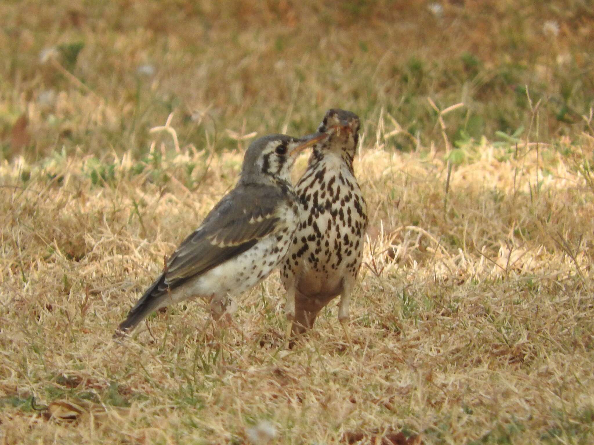 Plancia ëd Turdus litsitsirupa (Smith & A 1836)