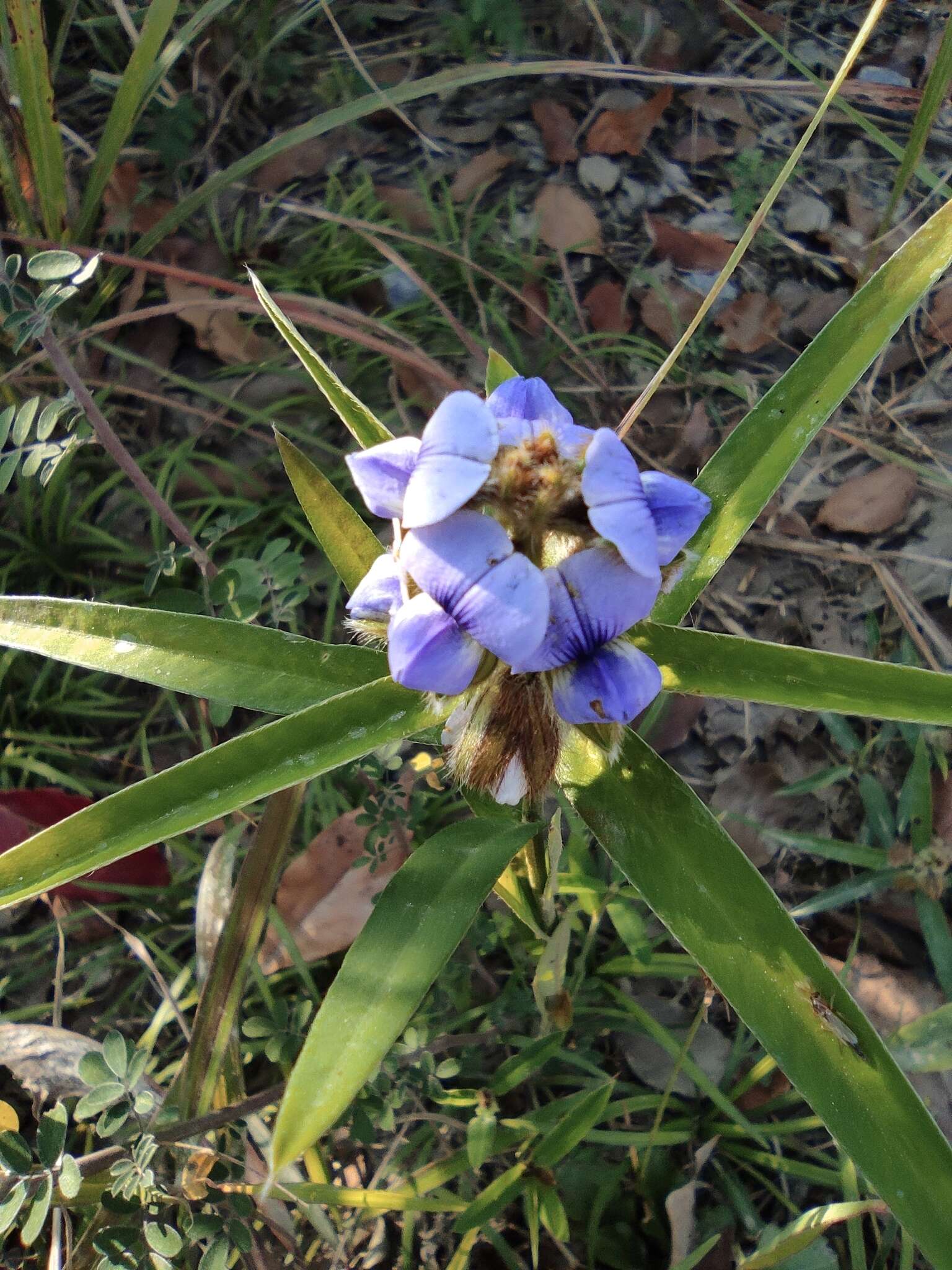 Image of Crotalaria sessiliflora L.