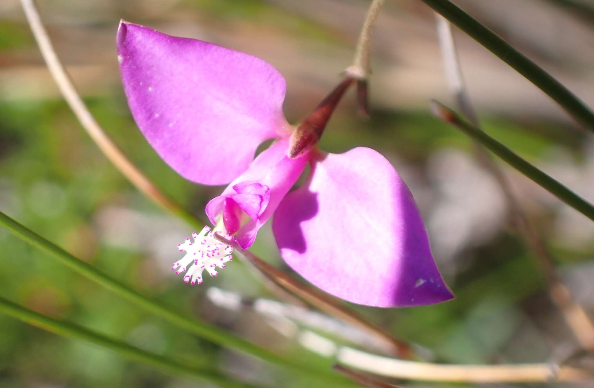 Image of Polygala refracta Burch. ex DC.