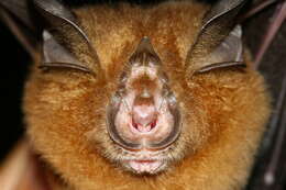 Image of Canut's Horseshoe Bat