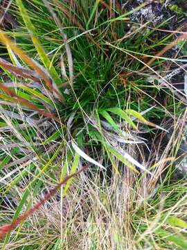 Image of Harperocallis falcata (Ruiz & Pav.) L. M. Campb. & Dorr