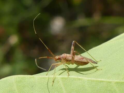 Image of Phytocoris lasiomerus Reuter 1909