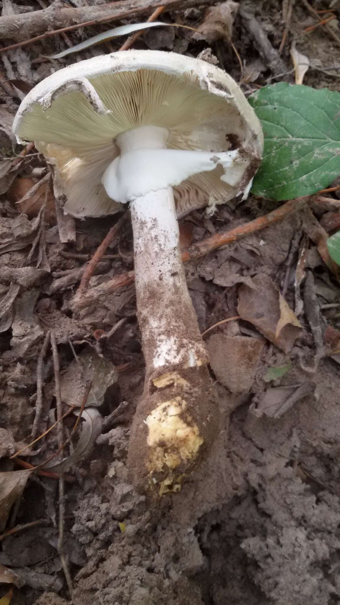 Image of Amanita strobiliformis (Paulet ex Vittad.) Bertill. 1866