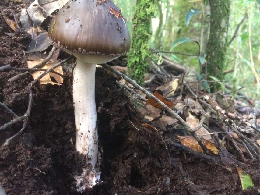 Image of Amanita arocheae Tulloss, Ovrebo & Halling 1992