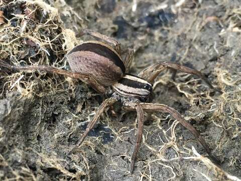 Image of Dotted Wolf Spider