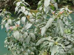 Image of Ehretia longiflora Champion ex Benth.