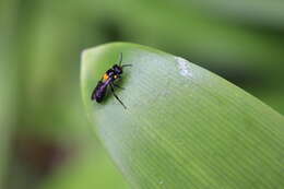 Image of Yellow-spotted Leioproctus