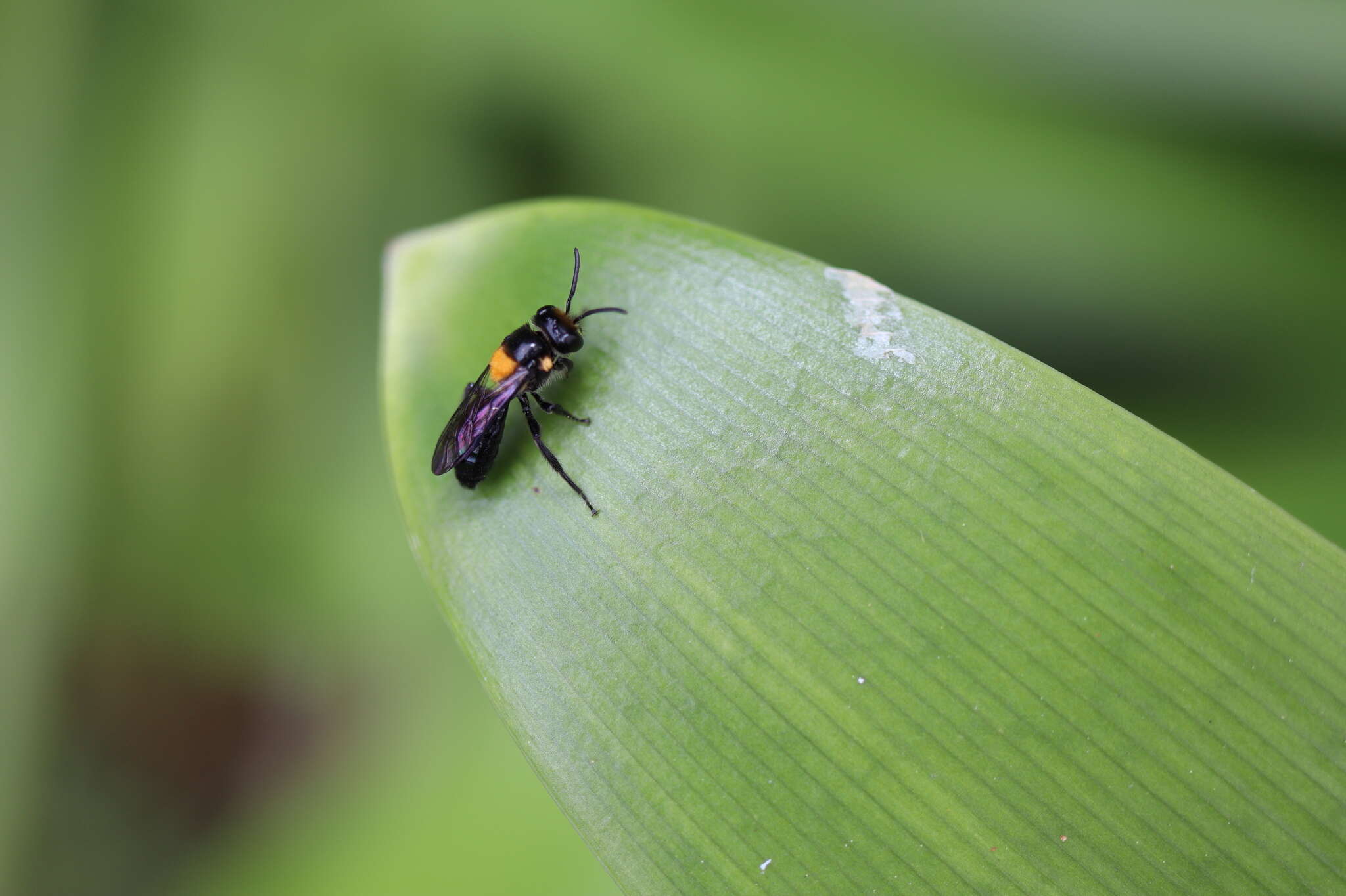 Leioproctus flavomaculatus (Cockerell 1905) resmi