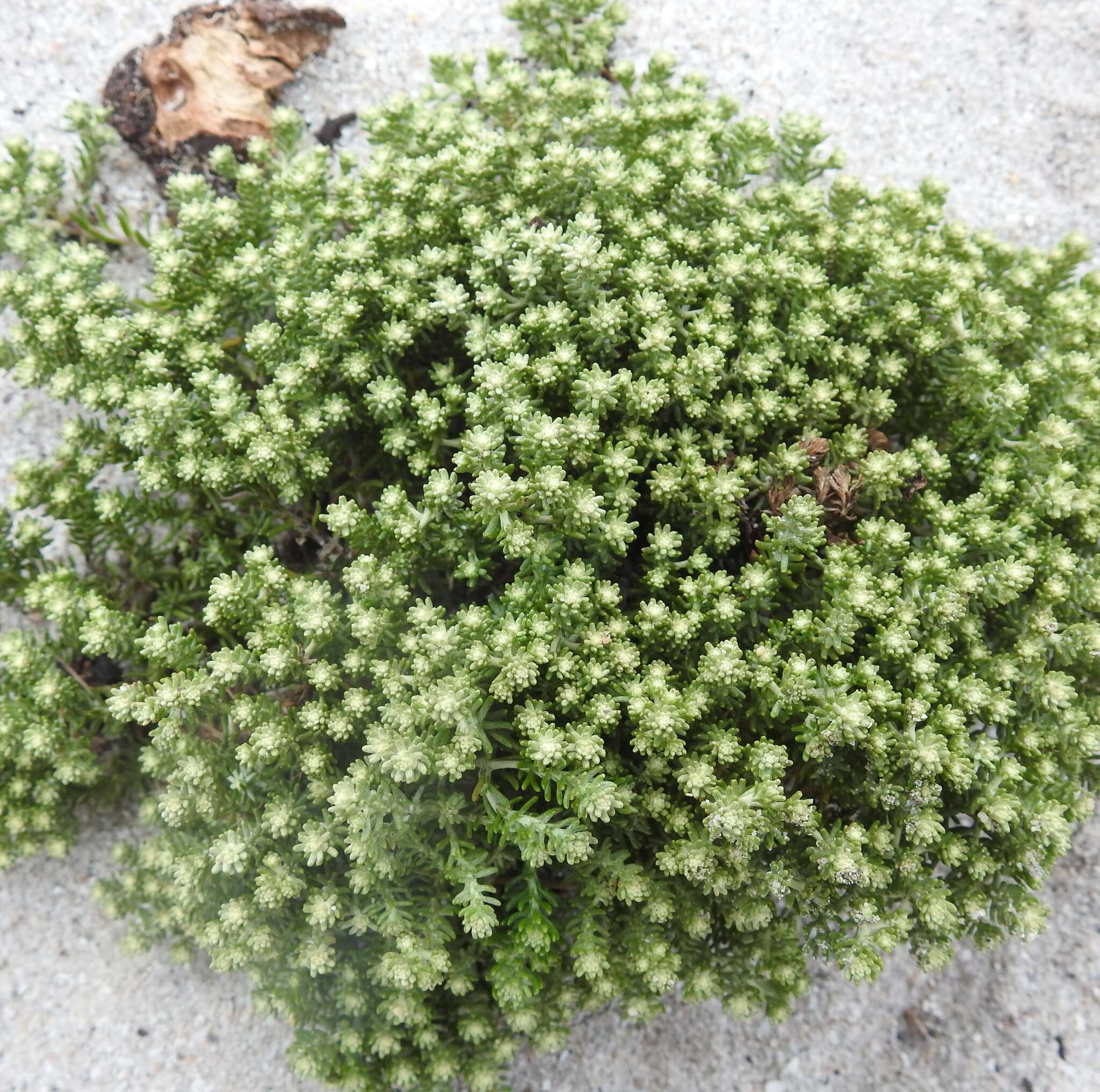 Image of Sand Everlasting