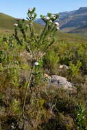 Image of Metalasia muraltiifolia DC.