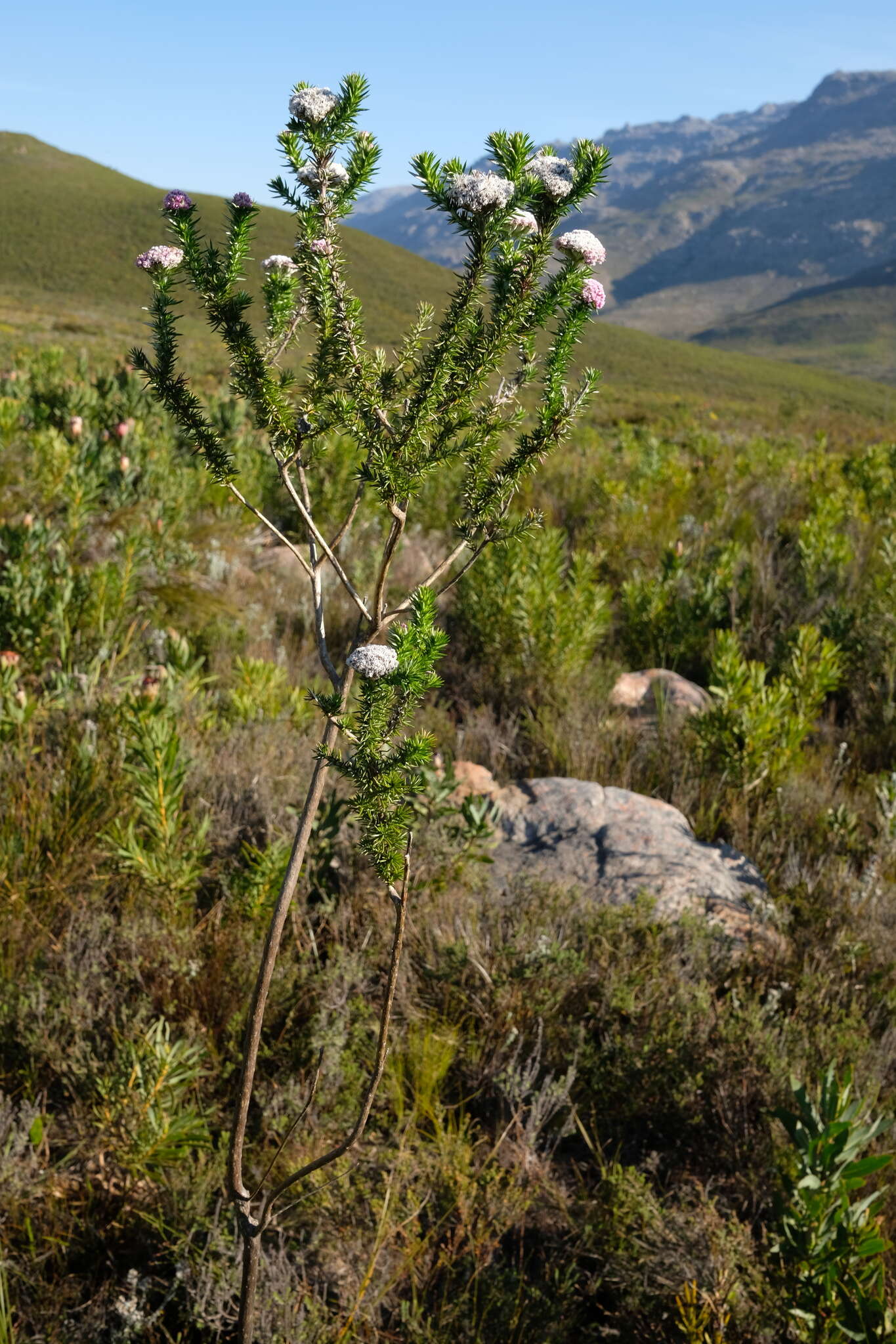 Image of Metalasia muraltiifolia DC.