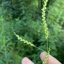 Persicaria setacea (Baldw. ex Ell.) Small resmi