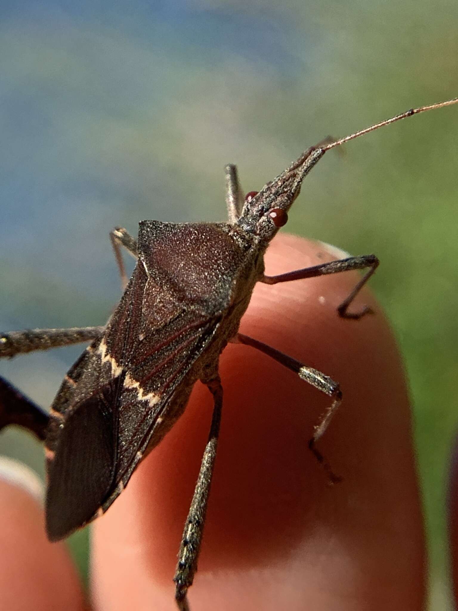 Image of Leptoglossus concolor (Walker & F. 1871)