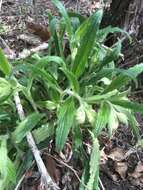 Image of Carolina puccoon