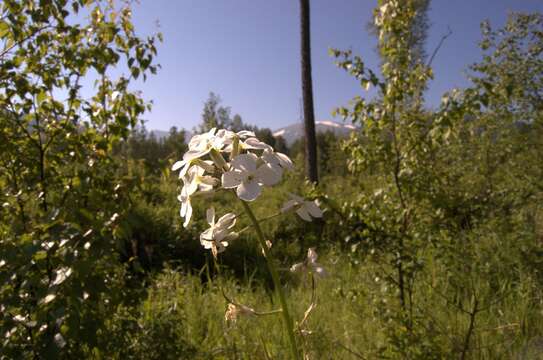 Слика од Hesperis sibirica L.