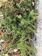 Image of cutleaf goosefoot