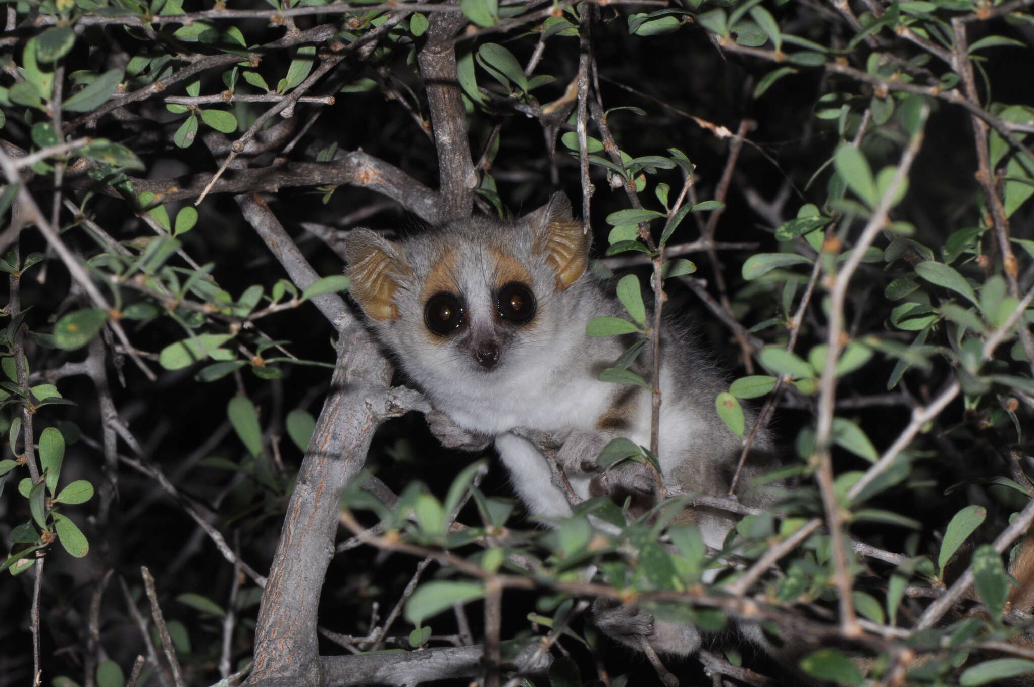 Image of Gray-brown Mouse Lemur